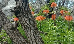 Diyarbakır'da bu çiçekleri koparmanın cezası 700 bin lira