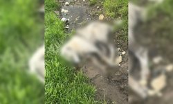 Diyarbakır'da dehşet verici iddia!