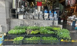 Diyarbakır’da fidedeki çeşit bolluğu tezgâhları hareketlendirdi