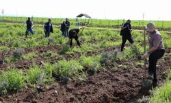 Diyarbakır’da lavanta mevsimi