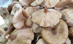 Diyarbakır’da mantar bereketi