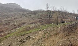 Diyarbakır’da tartışma yaratan ağaç kesimi