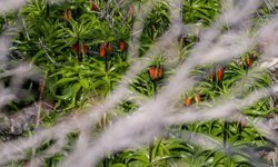 Diyarbakır’da ters laleler görsel şölen oluşturuyor