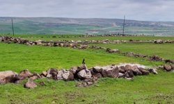 Diyarbakır’da uzmandan, çiftçilere kuş uyarısı