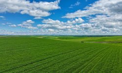 Diyarbakır'da yağış, buğdayda yüksek verim beklentisini artırdı