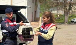 Diyarbakır'da yaralı şahin tedavi altına alındı