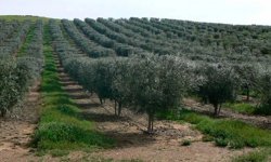 Diyarbakır’da zeytinlik arazisi satılığa çıkarıldı