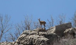Diyarbakır’daki dağların gerçek sahipleri