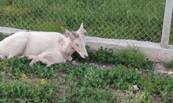 Elazığ’da beyaz alageyik evin bahçesine indi