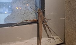 Diyarbakır'da görenleri şaşkına çeviren çekirge