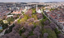 Gaziantep'te çiçek açan pavlonyalar parkları renklendirdi