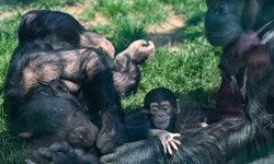 Gaziantep Doğal Yaşam Parkı'nda yavru şempanze ilgi odağı oldu