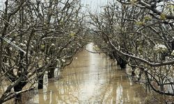 Yüzlerce dönüm şeftali ve armut bahçesi su altında kaldı