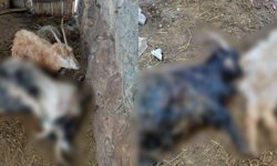 Hakkari’de kurt saldırısı, çok sayıda hayvan telef oldu