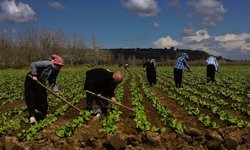 Hevsel bahçelerinde marul hasadı hazırlığı