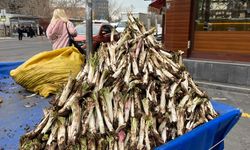 Karacadağ’da toplanan o bitki tezgâhlarda