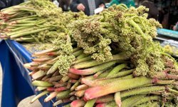 ‘Kürt Muzu’ Diyarbakır’a pahalı geldi!