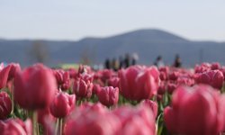 Lale tarlasını 9 günde 400 bin kişi ziyaret etti