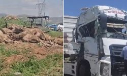 Küçükbaş hayvan yüklü tır devrildi: 80 koyun telef oldu