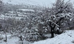 Malatya'da kayısı bahçeleri kar altında kaldı