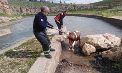 Mardin'de su kanalına düşen ineği itfaiye kurtardı