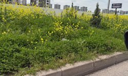 Diyarbakır’da orta refüjler ormana döndü!