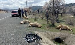 Otomobil koyun sürüsüne daldı