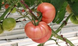 Şanlıurfa'da topraksız tarımda hasat dönemi