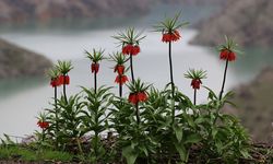 Şırnak'ta açan ters laleler doğayı renklendirdi
