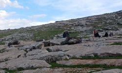 Güneş yüzünü gösterdi, Diyarbakırlılar tarihin kalbine akın etti