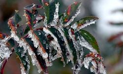 Bakanlıktan zirai don uyarısı