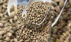 Türkiye'den 3 ayda 32,8 milyon dolarlık fıstık ihracatı
