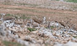 Urfa’da ceylanlarının envanterine yapay zeka desteği