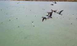 Van Gölü'nde Dikkuyruk görüntülendi