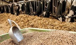 Diyarbakır’da Kurban Bayramı öncesi besiciler isyanda