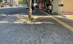 Diyarbakır Ofis semtinde dut çilesi