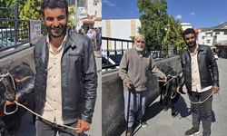 Diyarbakır’da 70 kiloluk dev keçi 36 bin liraya satıldı