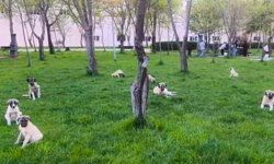 Diyarbakır’da piknik keyfi kâbusa döndü