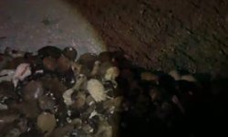 Iğdır’da arı saldırısı faciaya dönüştü