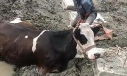 Bataklıkta mahsur kalan inek iş makinesiyle kurtarıldı
