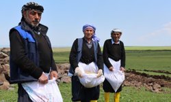 7 yılda bir ekilen Karacadağ pirinci ekimine başlandı