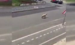 Diyarbakır’da kurbanlık koyun trafiği karıştırdı