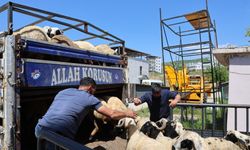 Diyarbakır'dan şehir dışına kurbanlık sevki