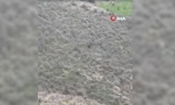 Şırnak’ta nefes kesen av: Kartal, domuz yavrusunu kaptı