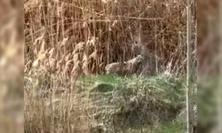 Malatya’da kurtlar yerleşim yerine indi