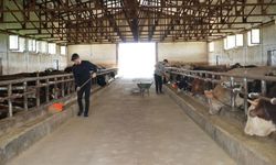 Muş’tan batı illerine 50 bin kurbanlık