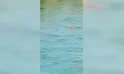 Peri Çayı'nı yüzerek geçen dağ keçisi görüntülendi