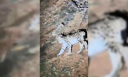 Tunceli’de koruma altında bulunan ‘vaşak’  görüntülendi