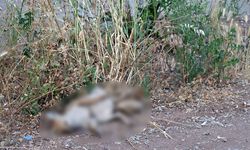 Diyarbakır Hevsel'de bir tilki daha eksildi