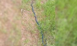 Diyarbakır'da 2 metre uzunluğunda yılan görüldü